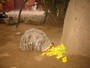 agrandir la photo 