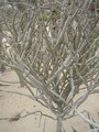 agrandir la photo 