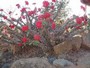 agrandir la photo 