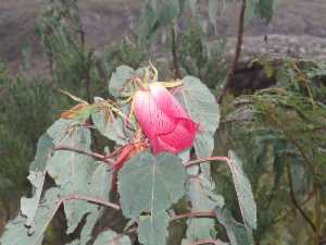 agrandir la photo 