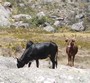 agrandir la photo 