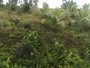 agrandir la photo 