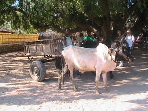agrandir la photo 