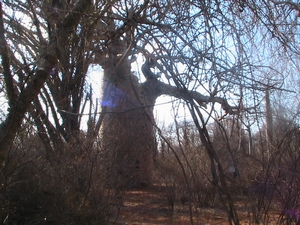agrandir la photo 
