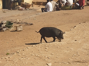 agrandir la photo 